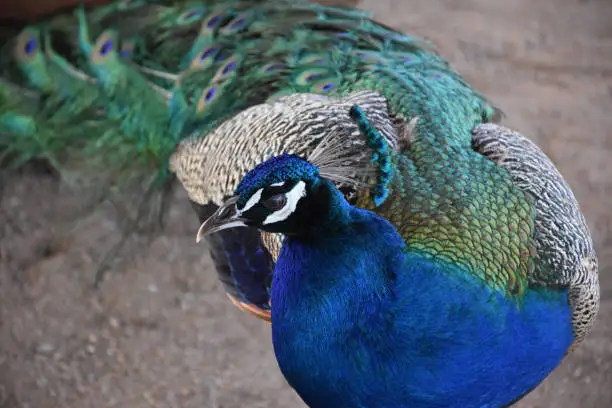 Close up with a beautiful peafowl with trailing feathers.