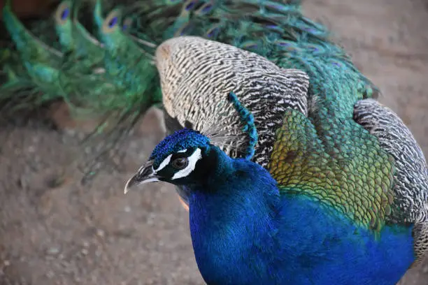 Beautiful blue peacock with bright colorful feathers trailing.