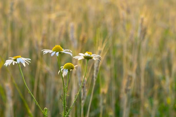 istock Camomile daisy flowers in the grass, white and yellow. 1216013619