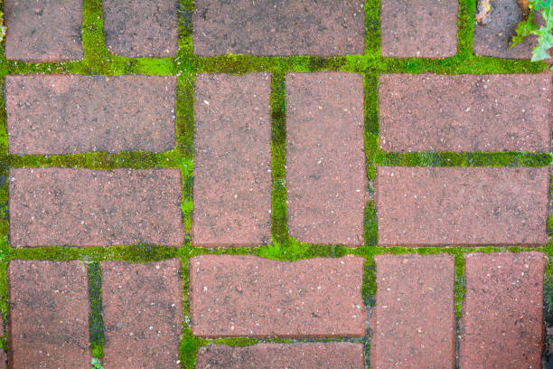 istock Stone walkway red bricks floor texture with moss. Old street pavement 1216013664
