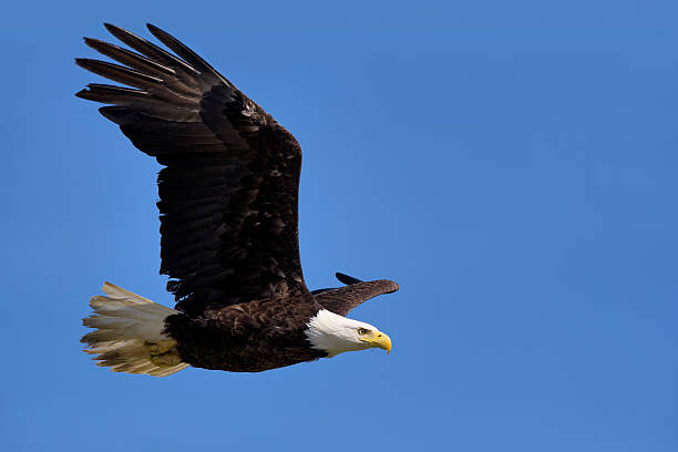 istock american bald eagle in flight against clear blue alaska sky 121601383