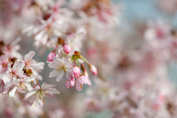 istock close up of cherry blossoms in washington dc 1216014964
