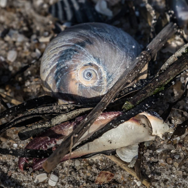 カタツムリの殻やカニの爪を含む洗い流された海洋生物の静物 - lbi ストックフォトと画像