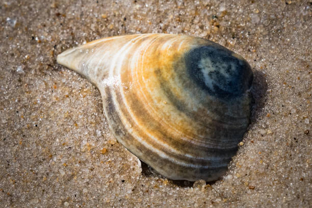 ジャージー海岸のビーチの砂の中に半分埋もれたアサリの殻の静物画 - lbi ストックフォトと画像
