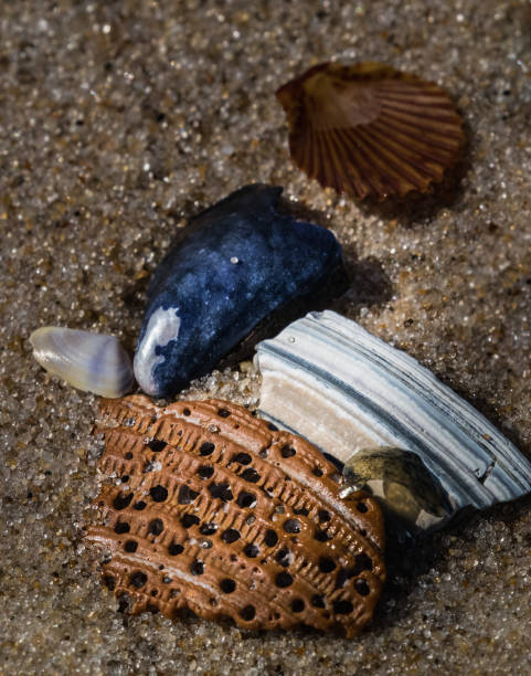ジャージー海岸の貝殻やその他の洗い流された海洋物体の静物 - lbi ストックフォトと画像