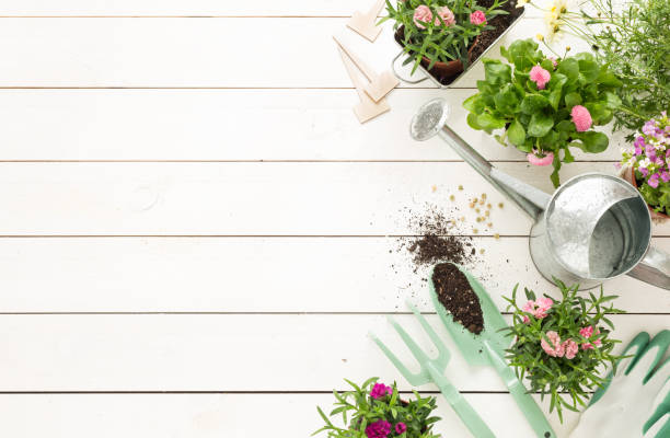 primavera - herramientas de jardinería y flores en macetas sobre madera blanca - herramientas jardineria fotografías e imágenes de stock