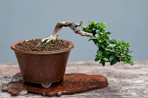 Little bonsai tree  cotoneaster stock pictures, royalty-free photos & images