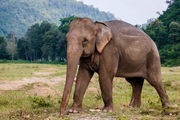 istock Elephant Rescue Park in Chiang Mai, Thailand 1216015825