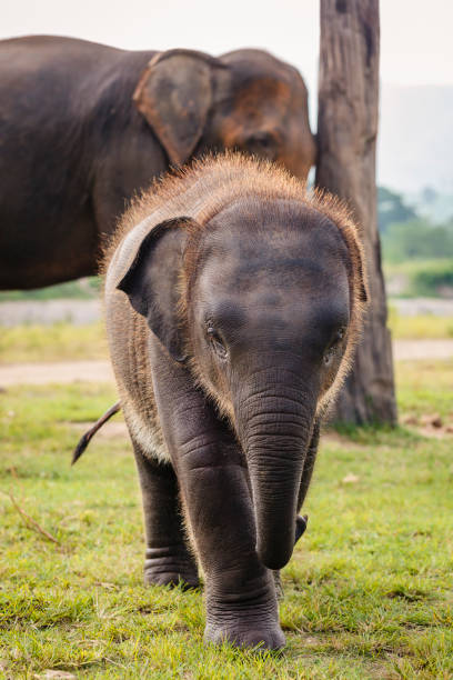 Elephant Rescue Park in Chiang Mai, Thailand