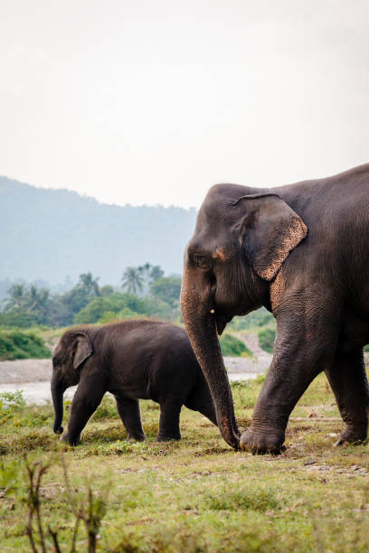 Elephant Rescue Park in Chiang Mai, Thailand