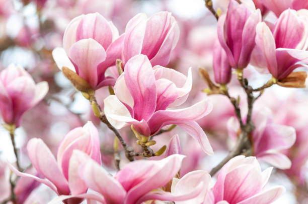 istock close up of cherry blossoms in washington dc 1216016437