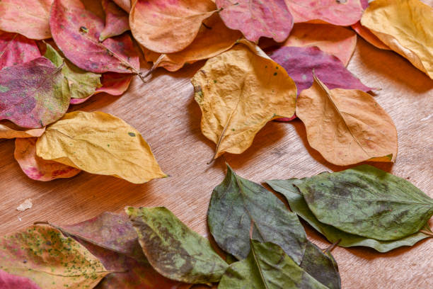istock Yellow leaves in autumn. 1216016452