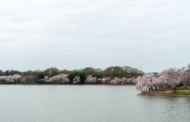 istock cherry blossoms in washington dc tidal basin 1216016907