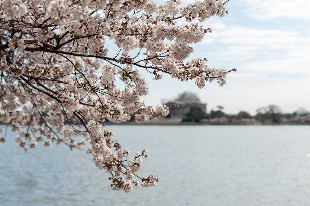 istock cherry blossoms in washington dc tidal basin 1216017459