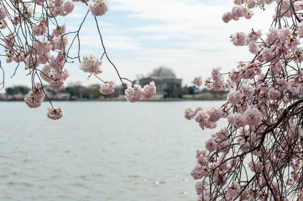 istock cherry blossoms in washington dc tidal basin 1216017470