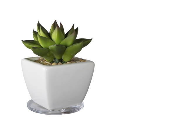istock Artificial succulent plant or plastic plant isolated on white 1216017623