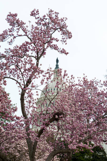 istock cherry blossoms in washington dc capitol hill 1216017639