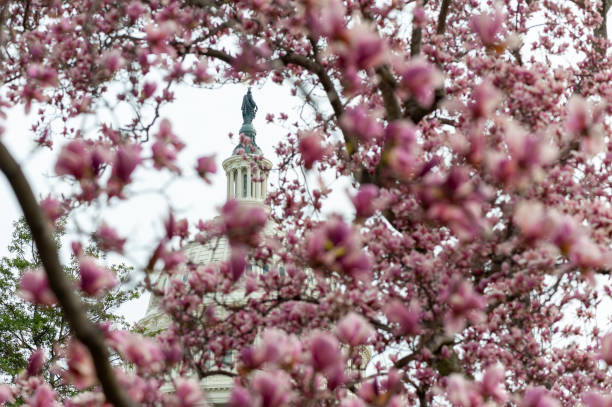 istock cherry blossoms in washington dc capitol hill 1216017681