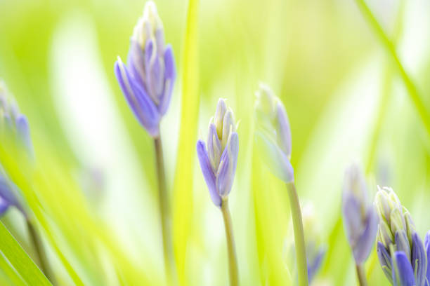 istock Closeup of a wild hyacinth flower during spring (hyacinthoides non-scripta) 1216017715
