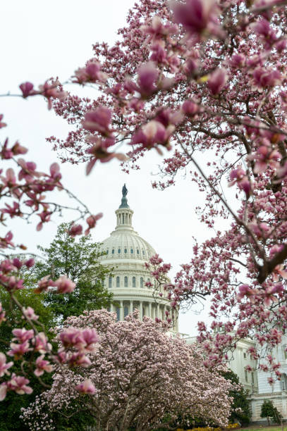 istock cherry blossoms in washington dc capitol hill 1216017736
