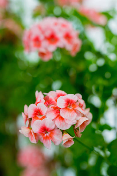 istock Closeup of a red geranium 1216017743
