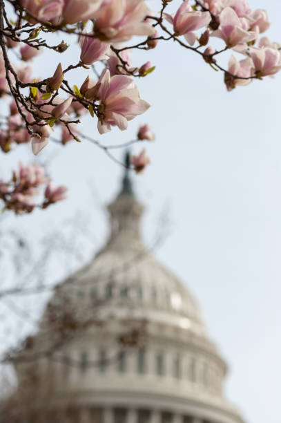 istock cherry blossoms in washington dc capitol hill 1216017759