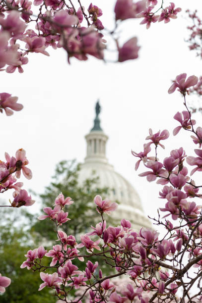 istock cherry blossoms in washington dc capitol hill 1216017819