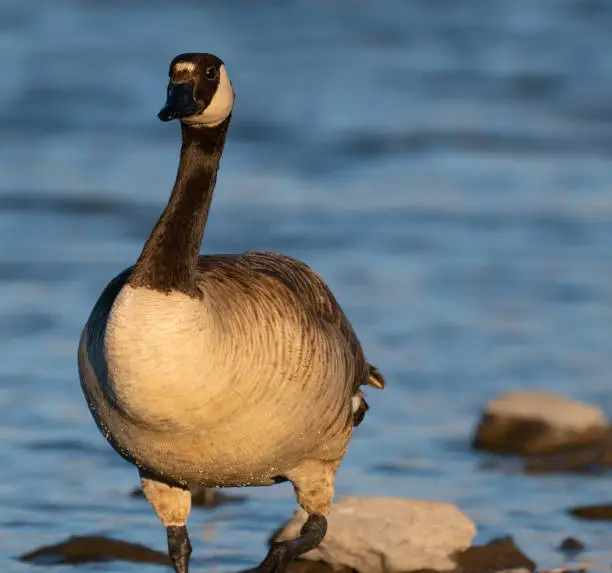 A Canadian goose looks at the camera while standing in the lake's shoreline in the late afternoon light.