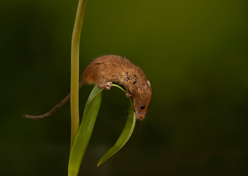 Harvest mouse balancing on flower leaf