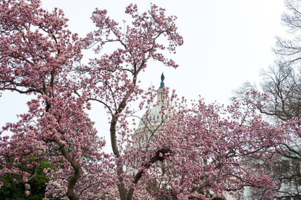 istock cherry blossoms in washington dc capitol hill 1216018178