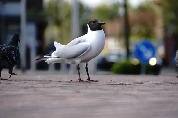 Very close up photo of an adult black headed gull stands on a ground isolated
