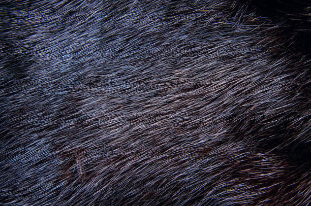 istock Background of dark mink fur. Close-up texture 1216019101