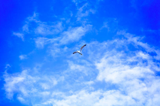 istock Blue sky with clouds and seagull. white background 1216022565