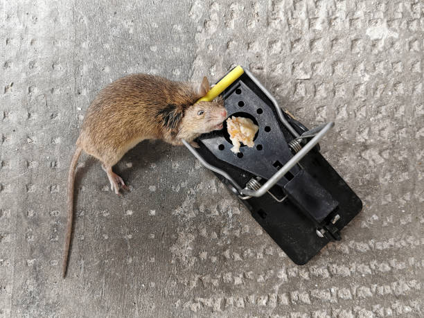 istock Greedy house mouse in mousetrap 1216022618