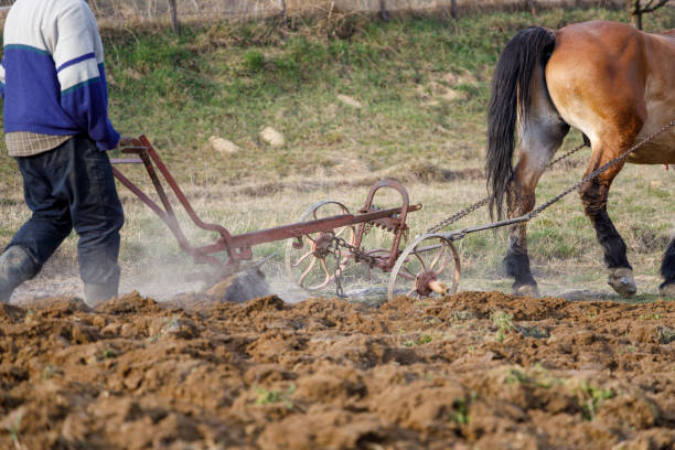 istock Horse ploughing 1216023026