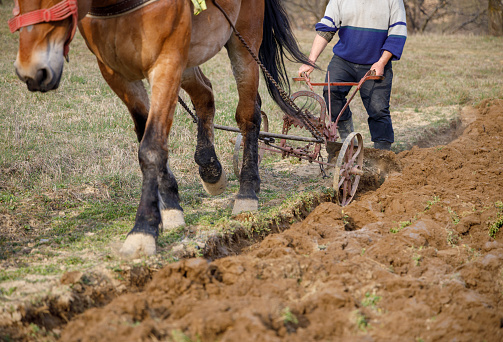Traditional  horse ploughing in Romania