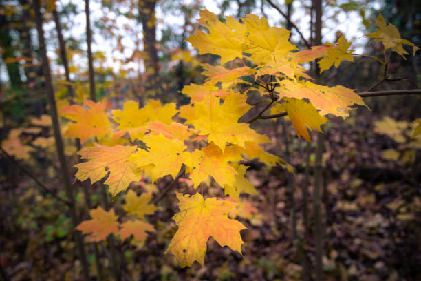istock Beautiful fall autumn landscape in Canada 1216024501