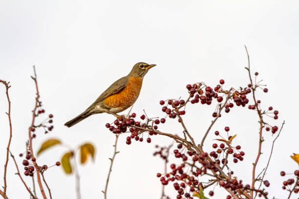 istock American Robin with red berries 1216025358