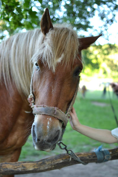 istock beautiful horse on a walk 1216025745