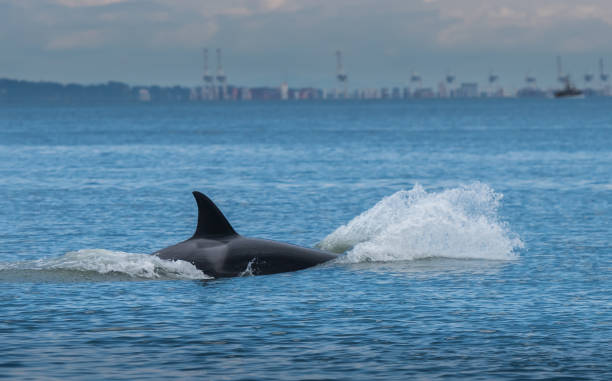 istock Whales in the beautiful sunset landscape 1216025749