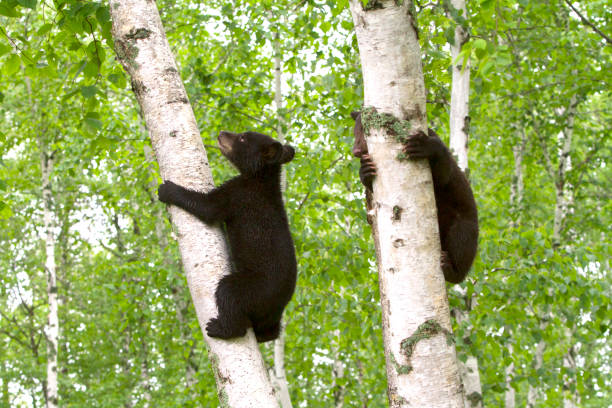 Two Brown Bear Cubs in Two Trees Brown bear siblings each climbing a birch tree black bear cub stock pictures, royalty-free photos & images