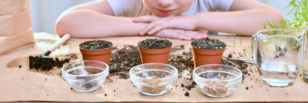 semillas vegetales de micro greens de remolacha repollo de cilantro. un niño sonriendo mira el trabajo hecho, macetas con tierra. - leaf vegetable salad child spring fotografías e imágenes de stock