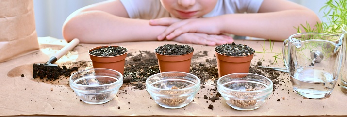 A child in anticipation of the germination of planted seeds of micro greens of beets, coriander, cabbage, looks at the pots with a pleased look at his work.