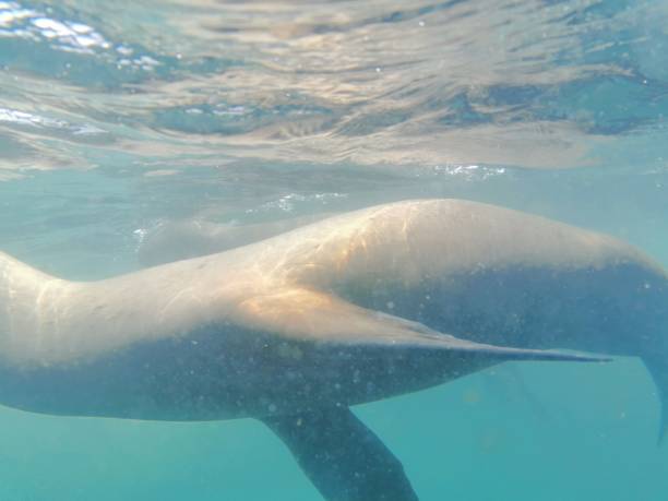 istock Swimming with Sea Lions 1216028425