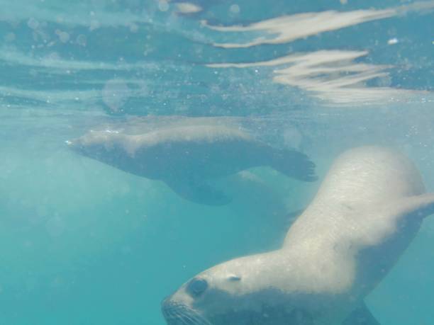 istock Swimming with Sea Lions 1216028426