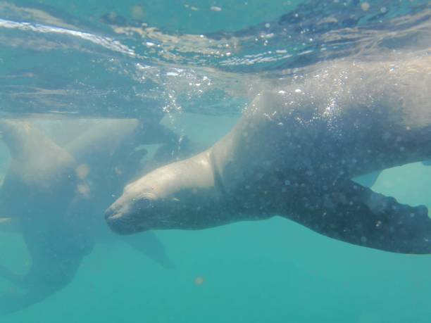 istock Swimming with Sea Lions 1216028429