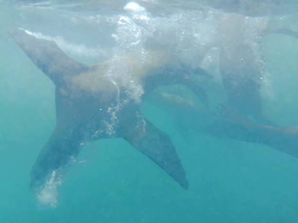 istock Swimming with Sea Lions 1216028451
