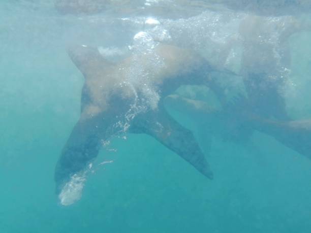 istock Swimming with Sea Lions 1216028454