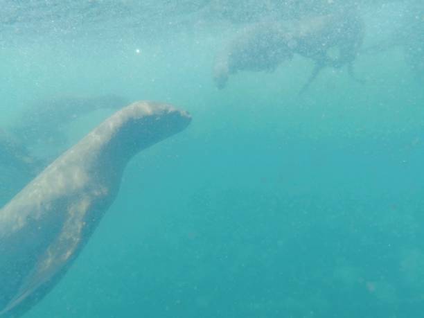 istock Swimming with Sea Lions 1216028465
