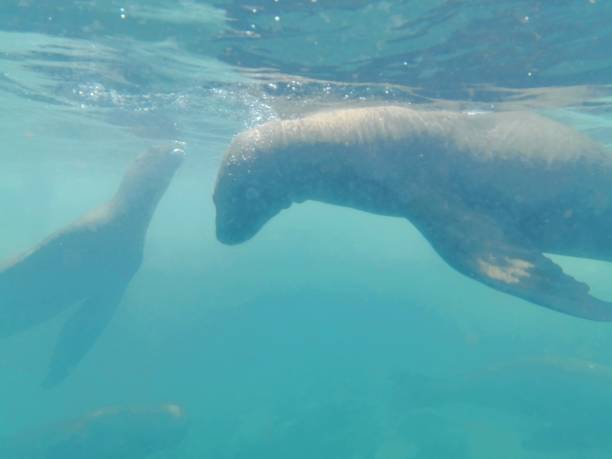 istock Swimming with Sea Lions 1216028487